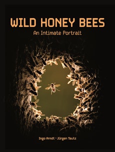 Wild Honey Bees