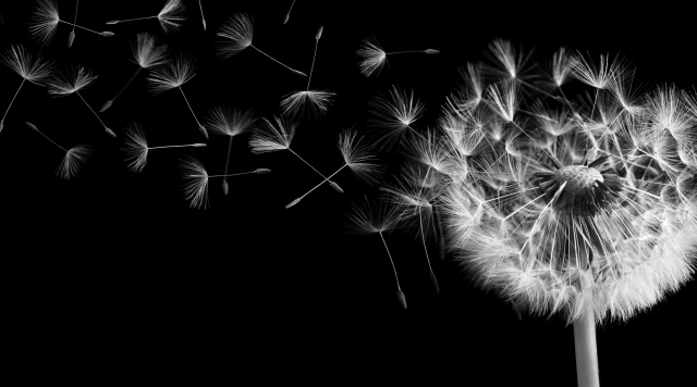 Dandelion