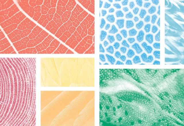 patterns from nature