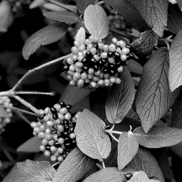 Berries